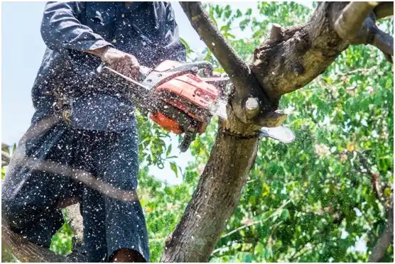 tree services Spring Valley